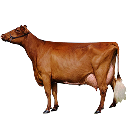 Milking Shorthorn Cow